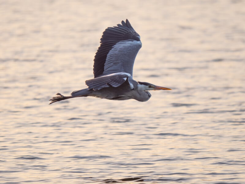 A grey heron flies low over a calm body of water at sunset, with its wings spread wide and its long neck extended forward.