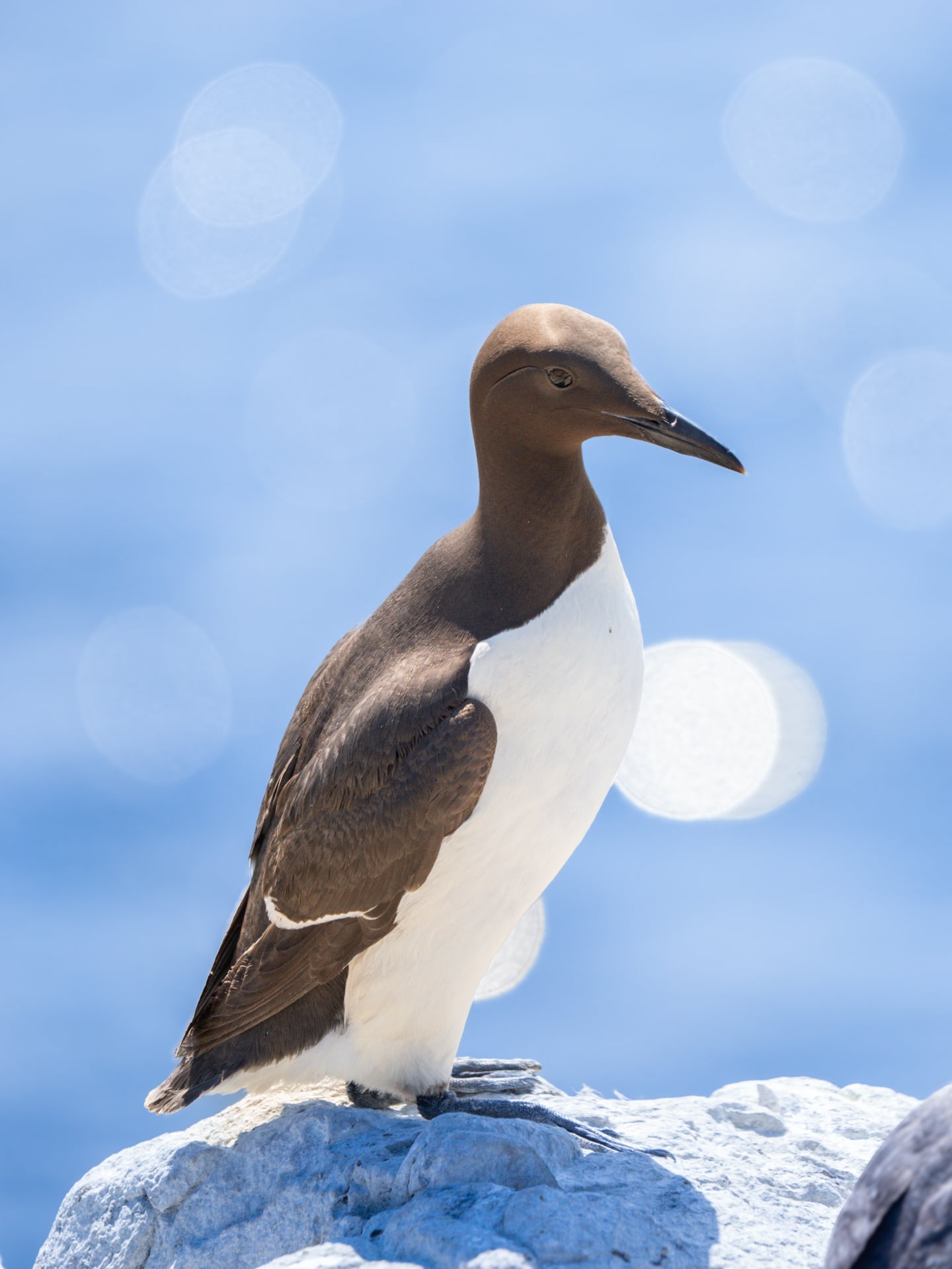 A brown and white seabird, likely a common murre, stands on a white rock with a blurred blue ocean and bright circular reflections in the background.