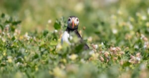 A puffin stands among dense green foliage and white flowers, looking directly at the camera with its colorful beak and distinctive face clearly visible.
