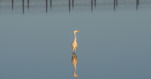 A heron stands alone in still, shallow water, its reflection clearly visible. The calm blue water and distant row of posts create a peaceful, serene atmosphere.