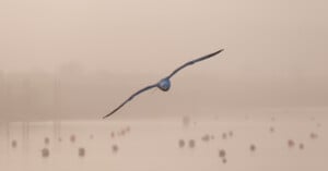 A seagull flies directly toward the camera above a calm, misty body of water dotted with small buoys. The background is soft and hazy, creating a serene and tranquil atmosphere.