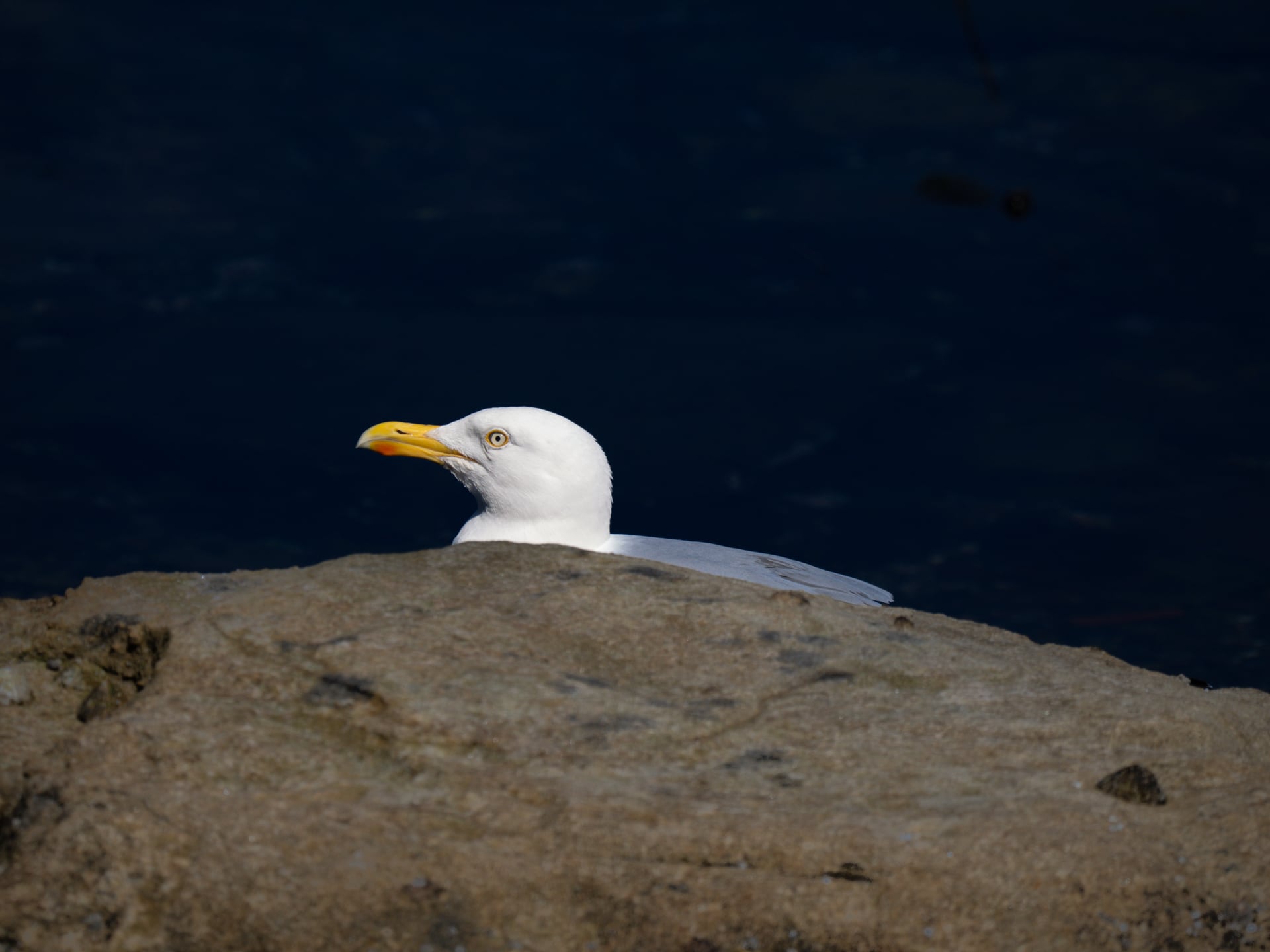 A herring gull with a yellow beak and white head is partially hidden behind a large rock, with only its head and neck visible against a dark, blurry background.