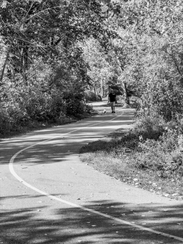 A person walks a dog along a winding, tree-lined path on a sunny day. The path curves through dense foliage, with sunlight filtering through the leaves. The image is in black and white.