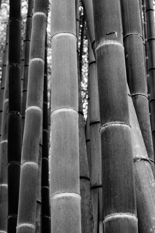 Close-up view of tall bamboo stalks grouped closely together, shown in black and white. The bamboo’s segmented texture and vertical lines create a dense, natural pattern.