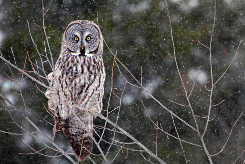 A great grey owl with striking yellow eyes perches on thin, bare branches during a snowfall, its mottled grey feathers blending into the wintry forest background.