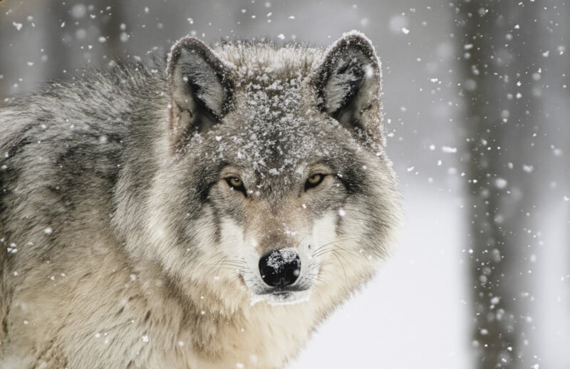 A gray wolf stands in falling snow, its fur dusted with snowflakes. The wolf gazes directly at the camera, surrounded by a snowy, blurred forest background.
