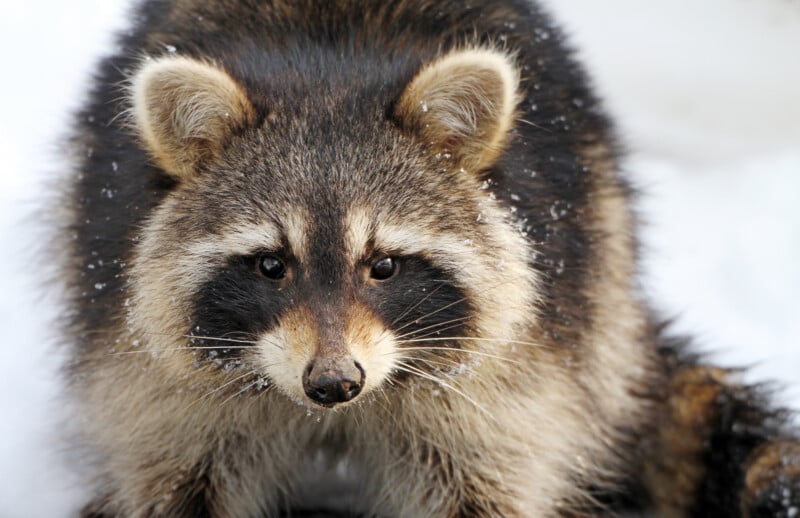 A close-up photo of a raccoon with snowflakes on its fur, looking directly at the camera. The background is snowy and out of focus.