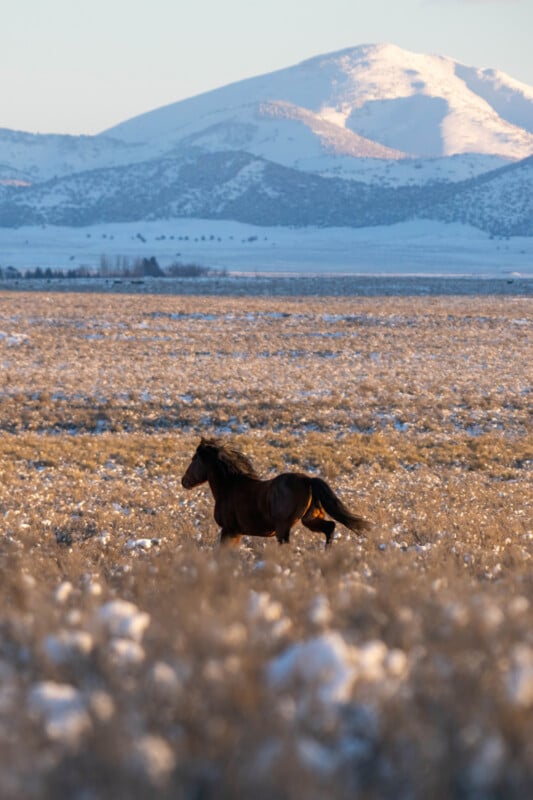 A wild horse stands in a sunlit field with snow-dusted grass, set against distant snow-covered mountains under a pale blue sky.