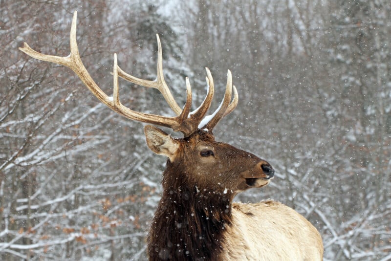 A large elk with prominent antlers stands in a snowy forest, with snowflakes falling and leafless trees in the background.