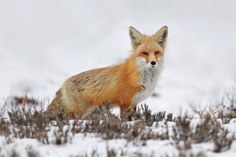 A red fox stands alert in a snowy landscape, surrounded by sparse brown vegetation, with its fur contrasting against the white snow.