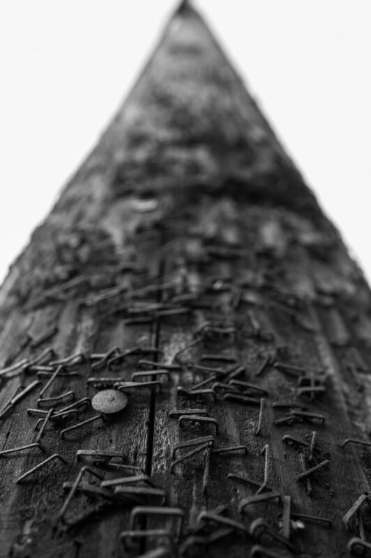 Close-up, upward view of a weathered wooden utility pole covered in old, rusty staples and nails, with a shallow focus highlighting the rough texture; the background is bright and blurred.