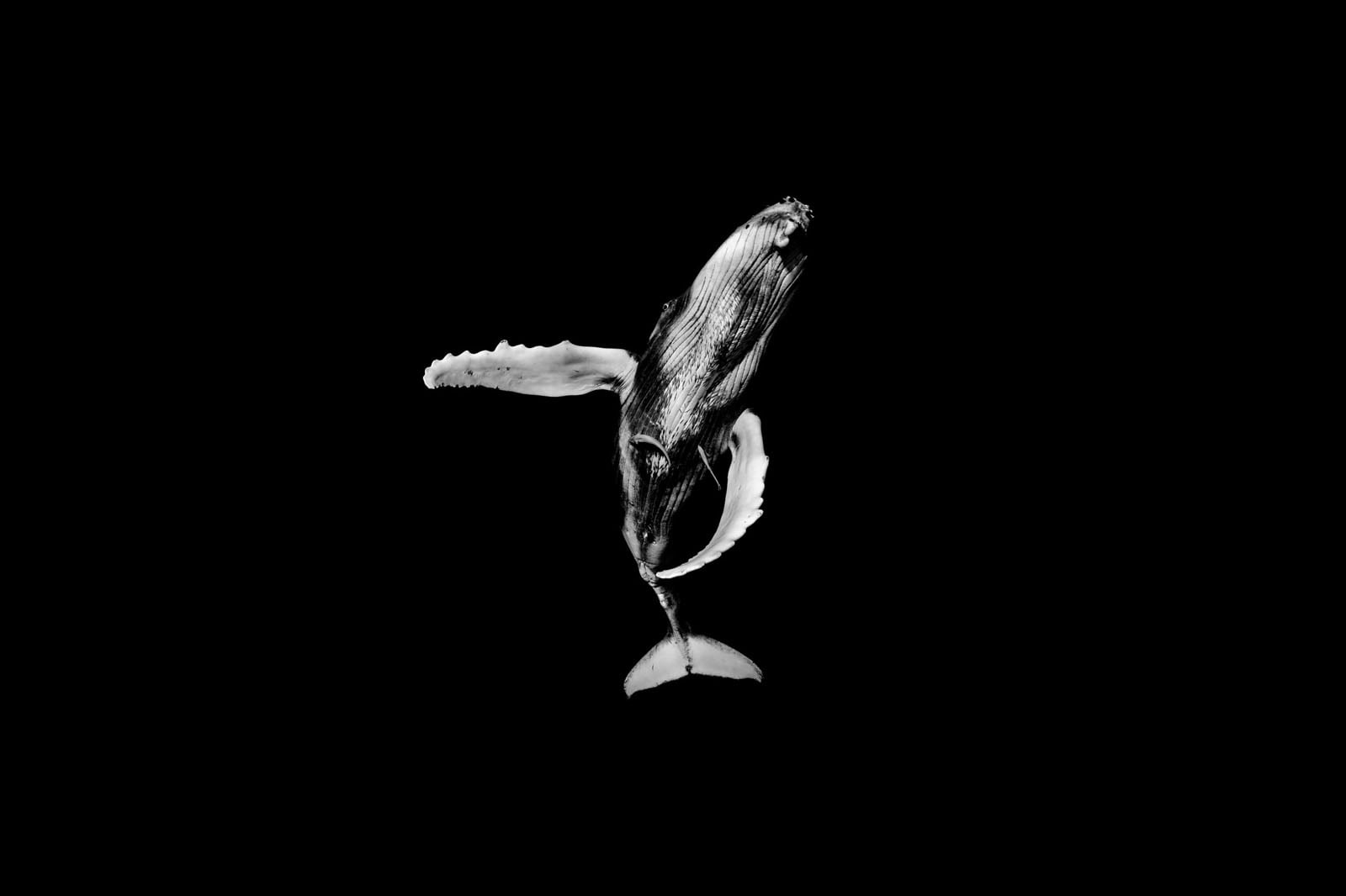 A black and white image of a humpback whale swimming upward, captured against a solid black background, highlighting the whale's textured body and extended fins.
