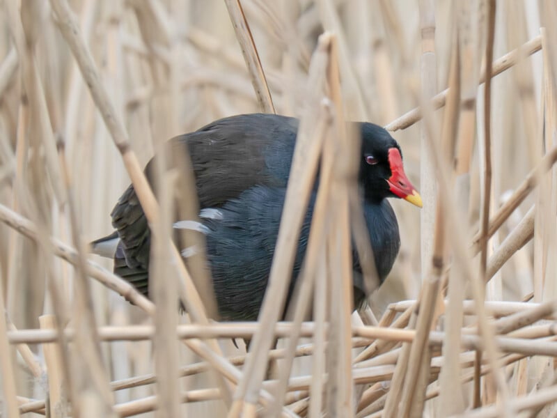 A black bird with a red and yellow beak stands among tall, pale reeds, partially obscured by the dry stalks.
