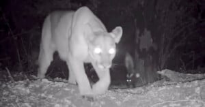 A large mountain lion walks toward the camera at night, its eyes glowing brightly due to the camera flash. In the background, another animal's eyes shine in the darkness among the trees.