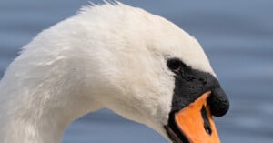 Close-up of a swan's head and neck, showing its white feathers, black eye marking, and orange beak against a blurred blue background, likely water.