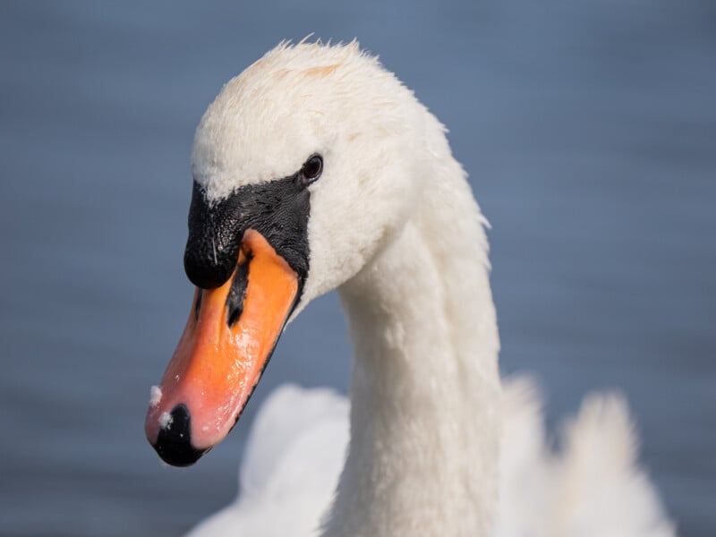 A close-up of a mute swan with a white head and neck, orange beak, and black markings near the beak, against a blurred blue water background.