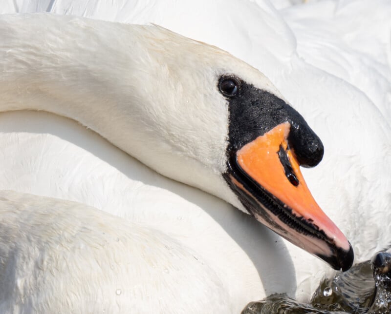 Close-up of a white swan with an orange beak featuring a black tip and base, gracefully curving its neck against its body. The swan's feathers are detailed and the background is also white.