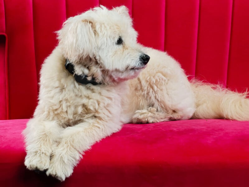 A fluffy white dog with a black collar lies on a vibrant pink velvet sofa, looking to the side.