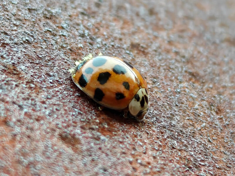 A close-up of a ladybug with black spots on its orange shell, resting on a textured, reddish-brown surface.