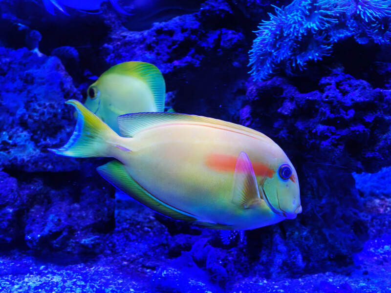 Two colorful fish with yellow-green bodies and orange markings swim near dark rocks and blue coral in an illuminated aquarium.