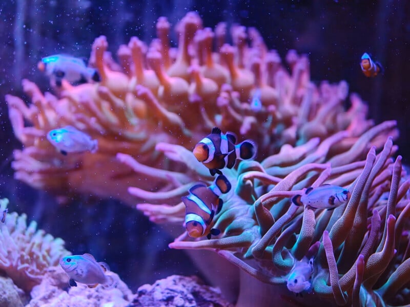 Colorful clownfish and small blue fish swim among pink and orange sea anemones in an aquarium, illuminated by purple and blue lighting. Bubbles and rocks are also visible in the background.