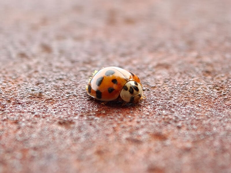 A close-up of an orange and black spotted ladybug on a textured, reddish-brown surface, with a blurred background.