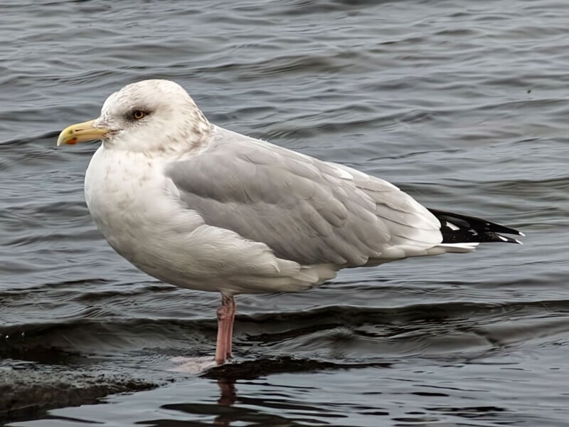 A seagull with gray wings and a white head stands in shallow water, balancing on one leg, with rippling water in the background.