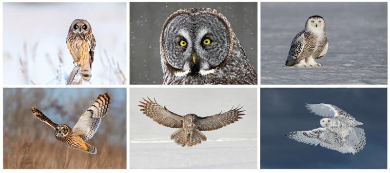 A collage of six photos featuring different owls: perched snowy and brown owls, close-up of a grey owl’s face, and several owls in flight against snowy and grassy backgrounds.