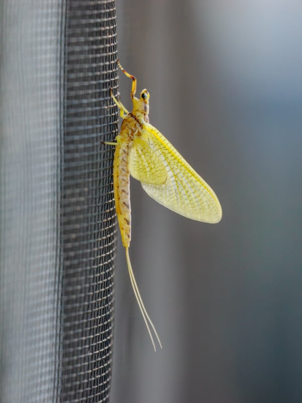 A close-up of a yellow mayfly resting on a black mesh screen, showing its delicate transparent wings, long tail filaments, and detailed body structure against a blurred background.
