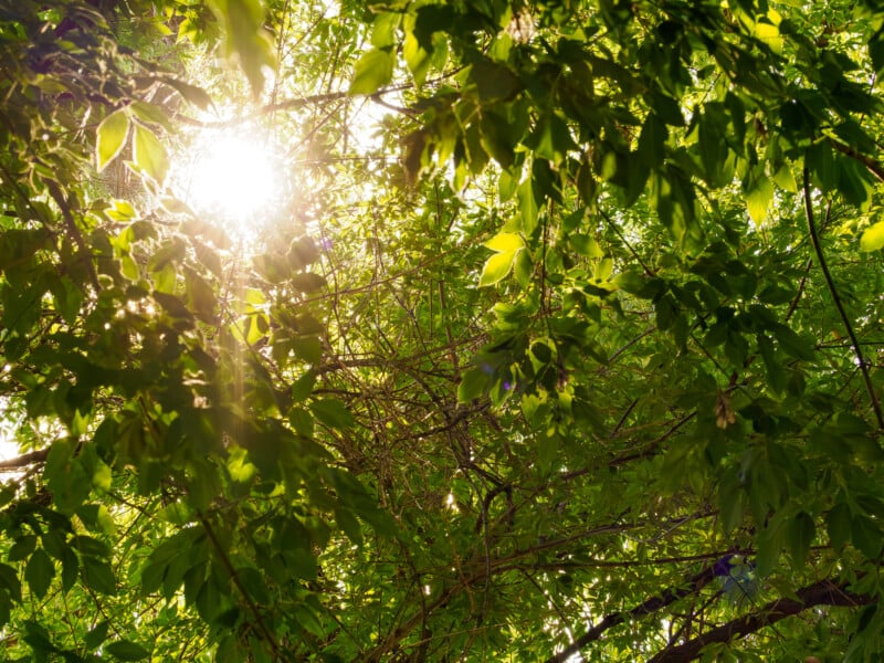 Sunlight filters through dense green leaves and branches of a tree, creating a warm, glowing effect and casting light and shadow patterns among the foliage.