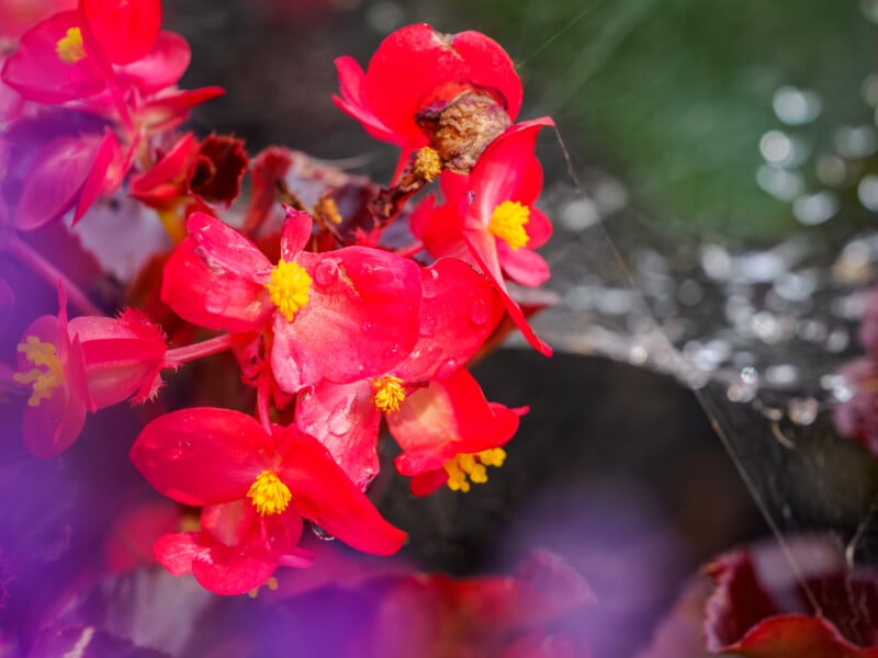 Bright red flowers with yellow centers, covered in water droplets, are shown in close-up. A spider web with dew drops is visible in the background, and blurred purple petals frame the image.