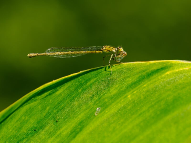 A close-up of a slender green damselfly perched on a bright green leaf, with a blurred green background. The damselfly's wings and body details are visible.