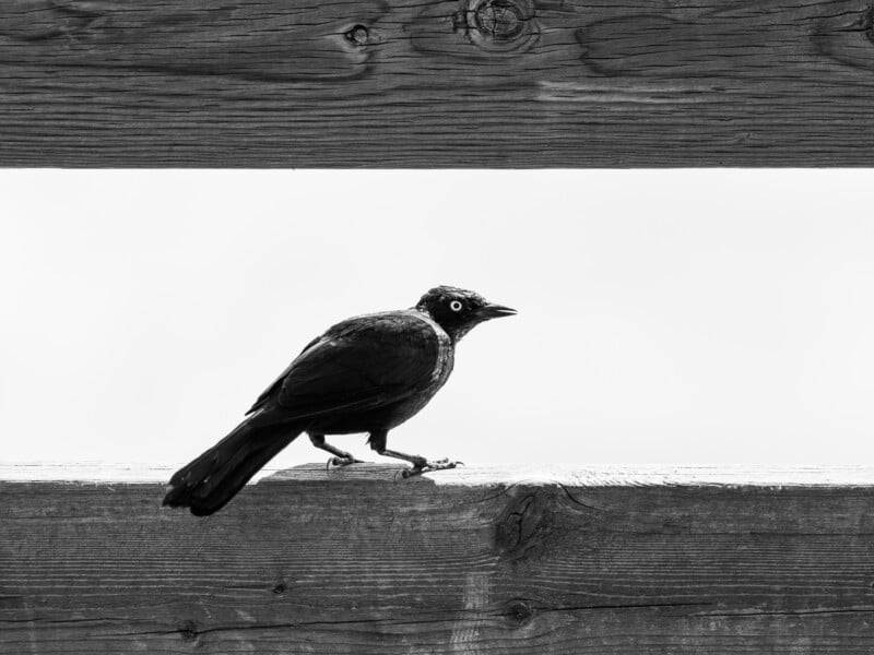 A black bird with a light-colored eye perched on a wooden beam, framed by another beam above, in a black-and-white photo with a plain white background.