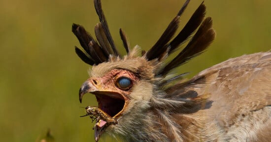 A secretary bird with a crest of feathers is captured mid-motion, holding a large insect in its open beak. The bird's eyes are partially covered by a membrane, and it stands against a blurred green background.