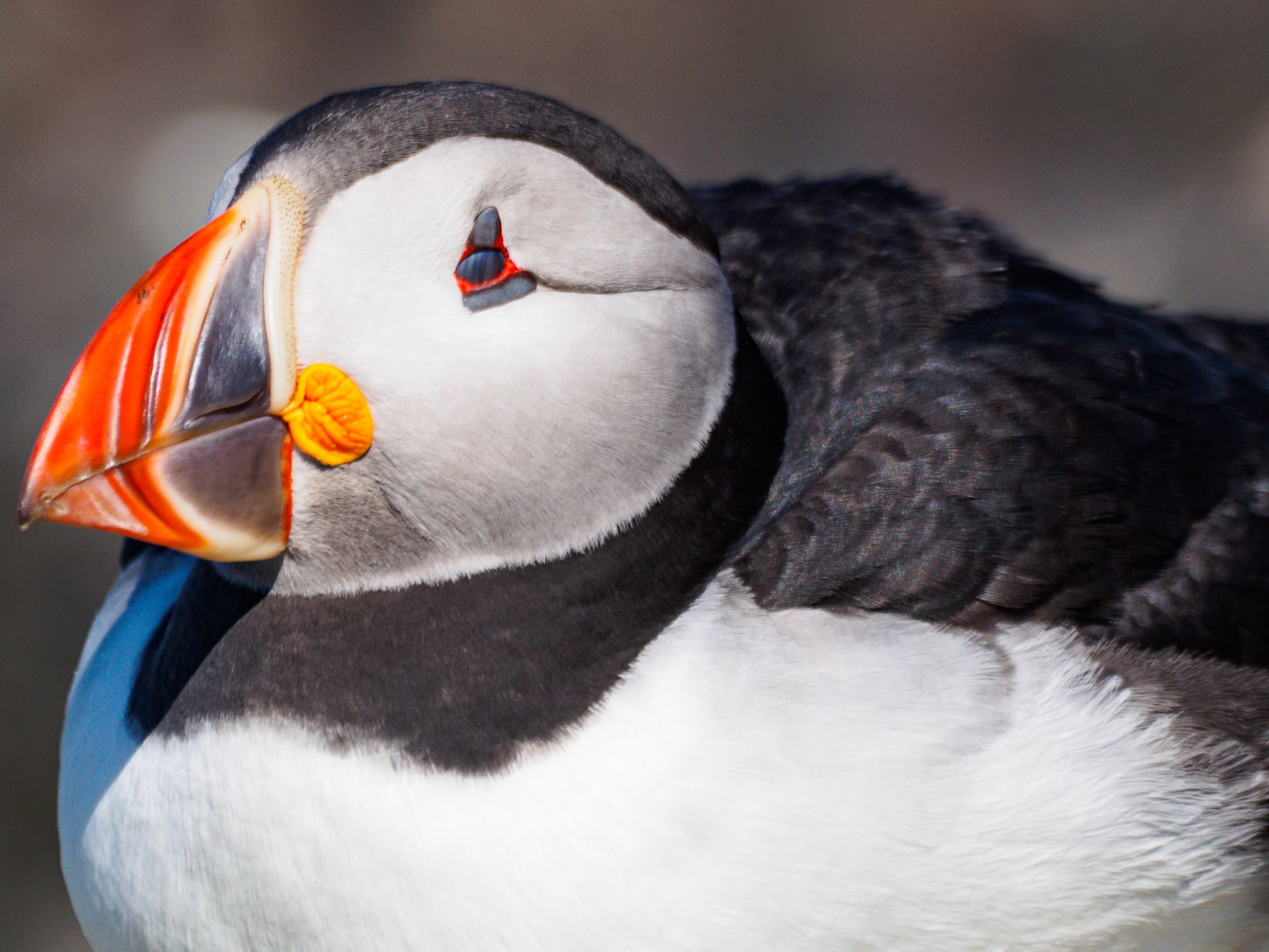 Close-up of an Atlantic puffin showing its colorful orange beak, white face, and black and white feathers. The background is blurred, highlighting the bird's distinct features.