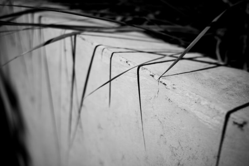 Black and white photo of long grass blades casting sharp, diagonal shadows on a concrete wall, creating an abstract, geometric pattern.