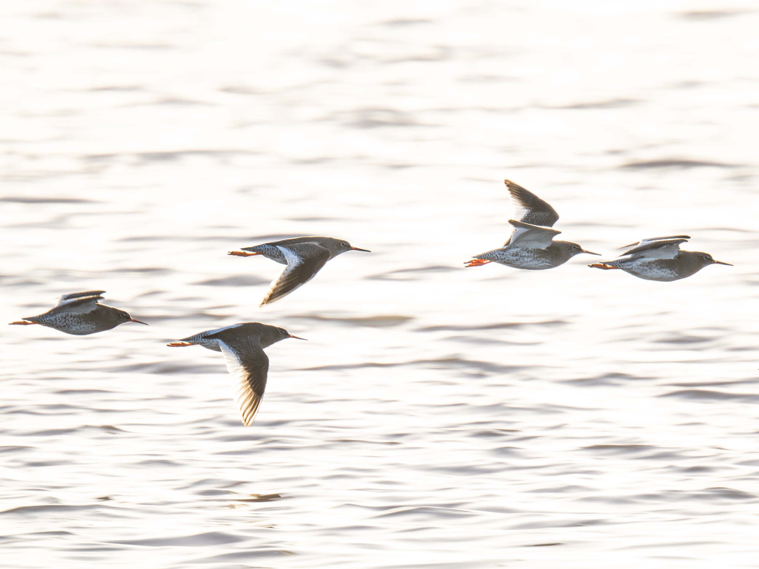 Five small redshank birds with dark wings and red legs fly in formation above a sunlit, rippling body of water. The scene is bright, with the water reflecting soft light.