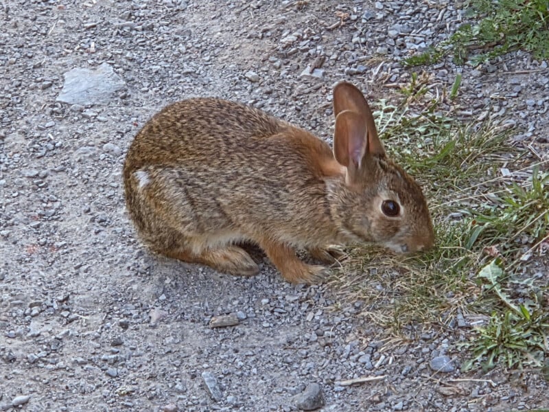 A small brown rabbit sits on a gravel path next to a patch of green grass, looking alert with one ear raised.