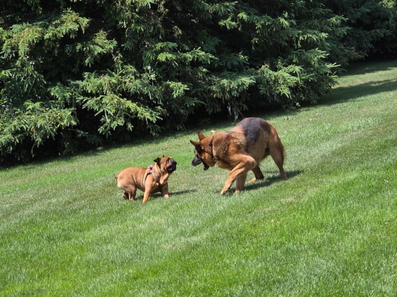 A German Shepherd and a French Bulldog play together on a grassy lawn, surrounded by tall green pine trees in the background.