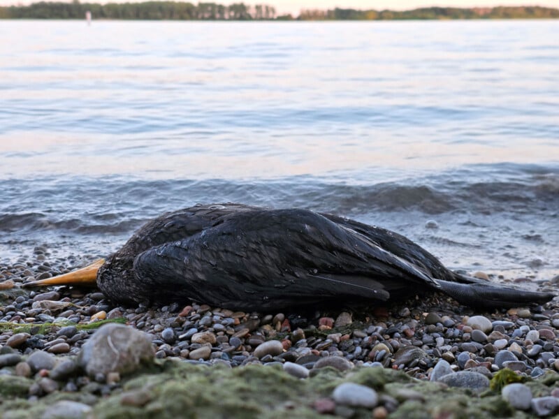 A dead black bird with a yellow beak lies on a rocky, mossy shore at the edge of the water, with calm waves and a distant treeline in the background.