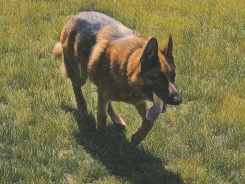 A German Shepherd dog walks on green grass with its tongue hanging out, casting a shadow on the ground in sunlight.