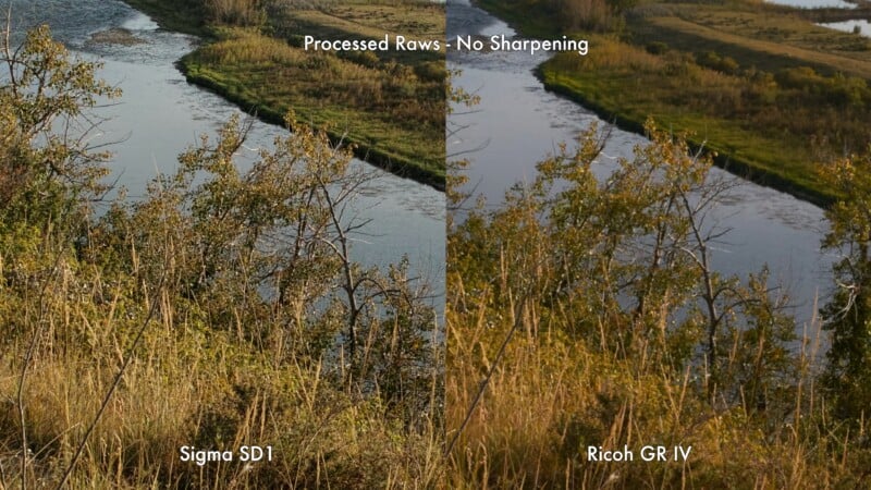 Side-by-side comparison of a riverside landscape taken with two cameras, Sigma SD1 (left) and Ricoh GR IV (right), labeled "Processed Raws - No Sharpening." Trees, river, and grass are visible in both images.