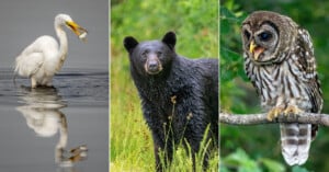A white egret with a fish in its beak, a black bear standing in green grass, and a barred owl perched on a tree branch are shown in three side-by-side photos.