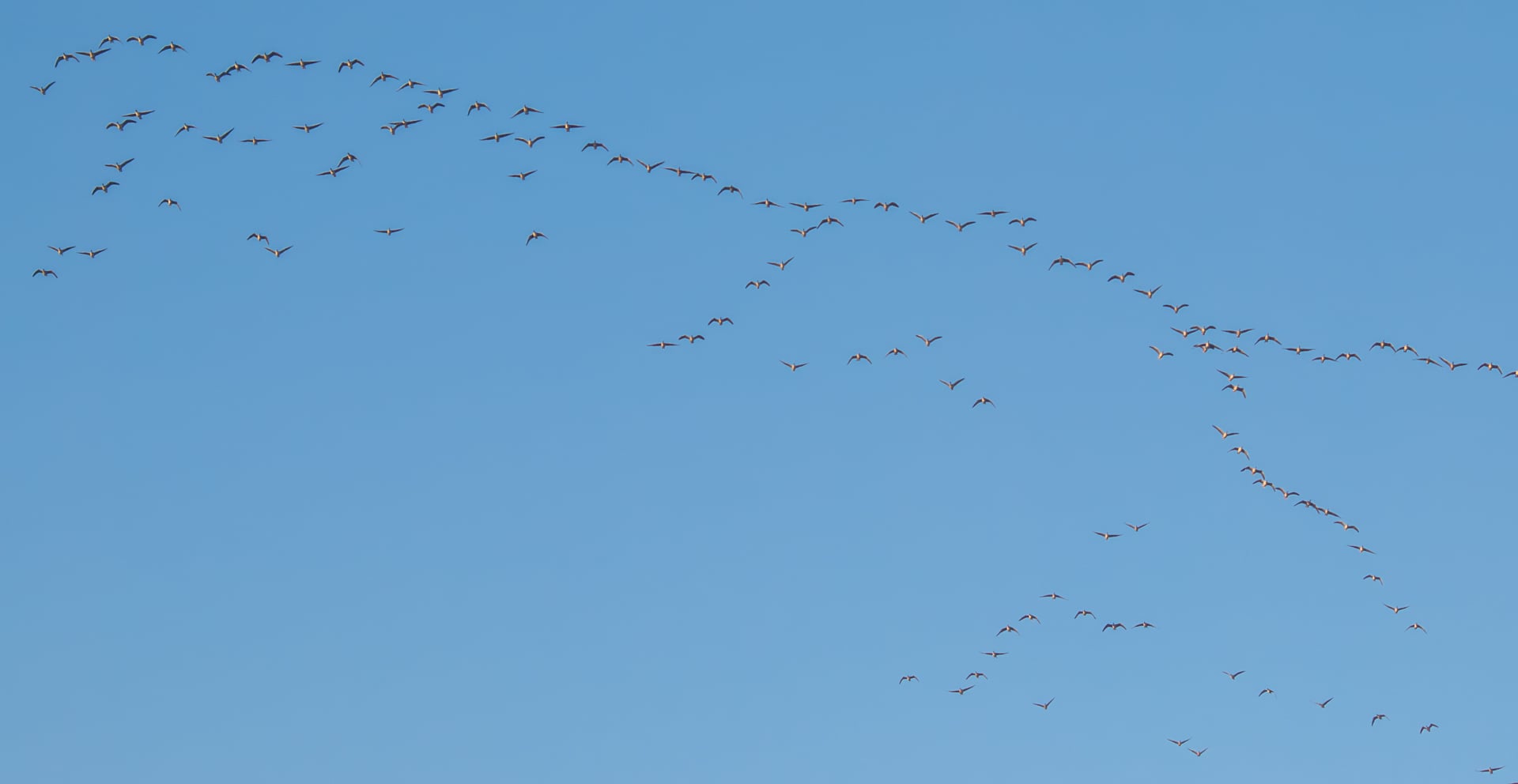 A large flock of birds flies in V-shaped formations across a clear blue sky, scattered widely and moving in the same direction.