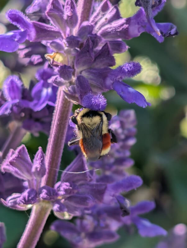 A bumblebee with orange-striped legs clings to a vibrant purple flower, collecting nectar in bright sunlight, surrounded by more purple blossoms and green foliage.