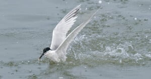 A white bird with black markings on its head lands on water, wings spread wide and splashes forming around it as it catches a small fish in its beak.