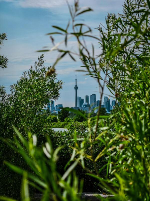 View of a city skyline with the CN Tower in the center, partially framed by green leafy branches in the foreground, under a partly cloudy sky.