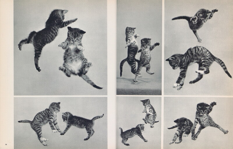 Six black-and-white photos show playful kittens leaping, jumping, and pouncing energetically against a plain background. Some kittens are mid-air, while others are interacting in pairs.