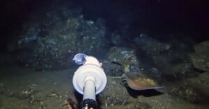 A remotely operated underwater vehicle arm approaches a stingray resting on the ocean floor in a dark, rocky underwater environment.