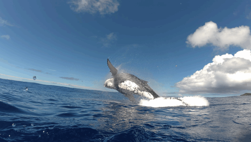 A humpback whale breaches out of the blue ocean water under a bright blue sky with scattered clouds, creating a splash near the horizon.